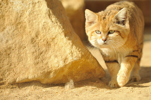 This sand cat, abandoned by her mother, is called a 'desert angel', capturing people’s hearts with her fragile appearance 4