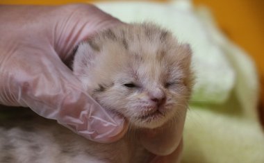 This sand cat, abandoned by her mother, is called a 'desert angel', capturing people’s hearts with her fragile appearance 5