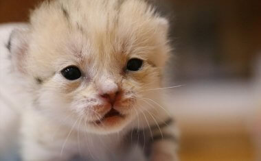 This sand cat, abandoned by her mother, is called a 'desert angel', capturing people’s hearts with her fragile appearance 6