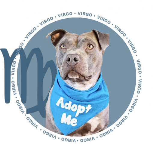 Animal shelter uses zodiac signs to find new owners for dogs 7