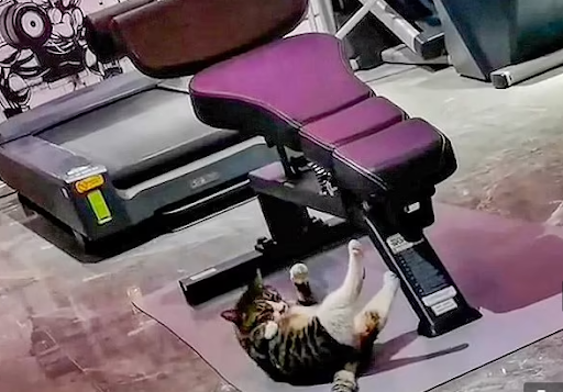 Realizing that he is too chubby, this cat works hard at the gym 1