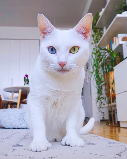 Odd-eyed cat with extra toes found forever home after being abandoned by previous owner 1