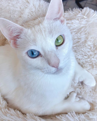 Odd-eyed cat with extra toes found forever home after being abandoned by previous owner 2