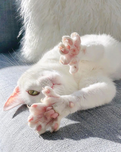 Odd-eyed cat with extra toes found forever home after being abandoned by previous owner 3