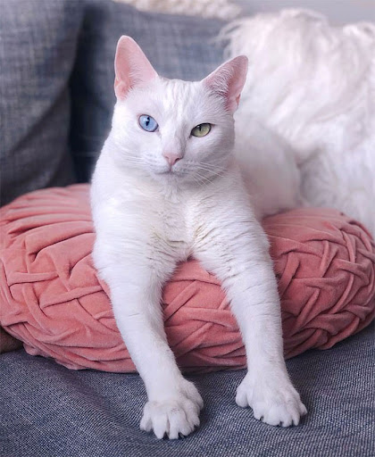 Odd-eyed cat with extra toes found forever home after being abandoned by previous owner 5