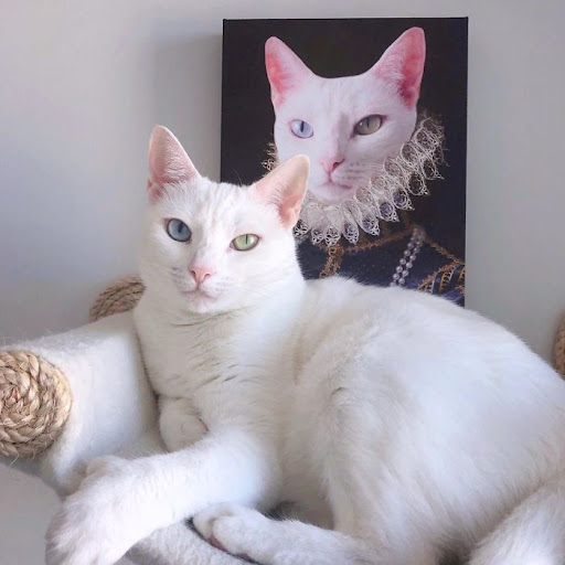 Odd-eyed cat with extra toes found forever home after being abandoned by previous owner 7