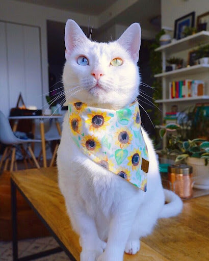 Odd-eyed cat with extra toes found forever home after being abandoned by previous owner 9