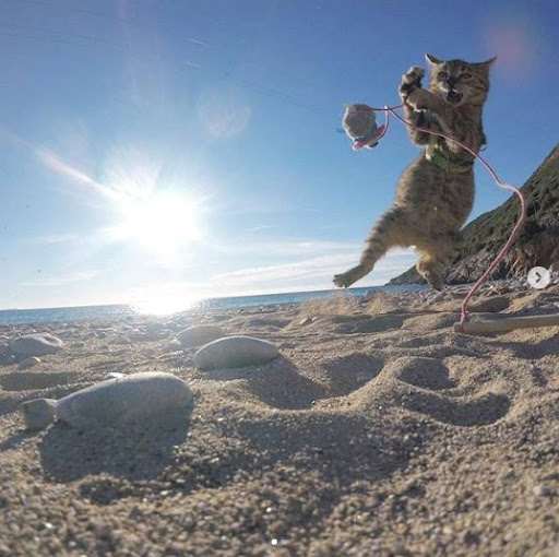 Nala - the cat taken by its owner on a bicycle ride around the world, having over 1 million followers on Instagram 4