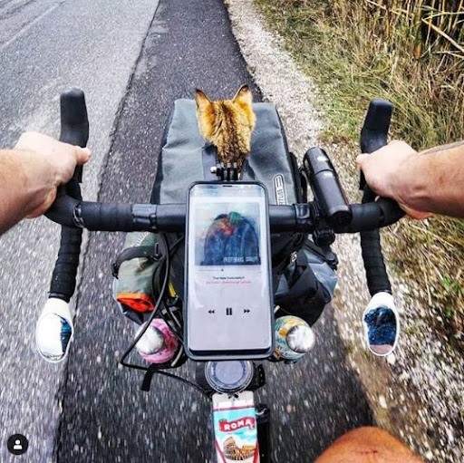 Nala - the cat taken by its owner on a bicycle ride around the world, having over 1 million followers on Instagram 5