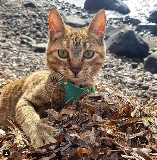 Nala - the cat taken by its owner on a bicycle ride around the world, having over 1 million followers on Instagram 6