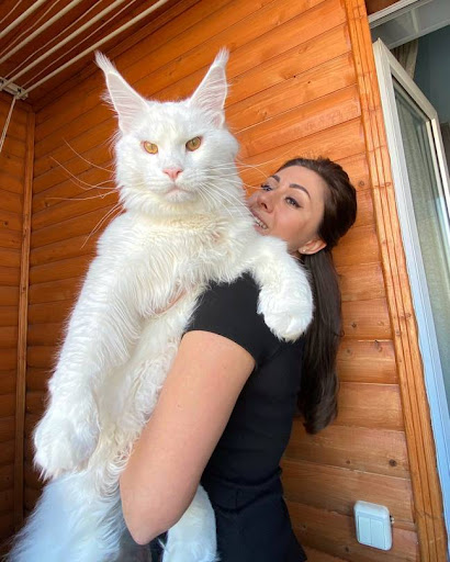 Gigantic cat often mistaken as dog in Russia 1