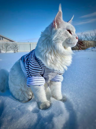 Gigantic cat often mistaken as dog in Russia 3