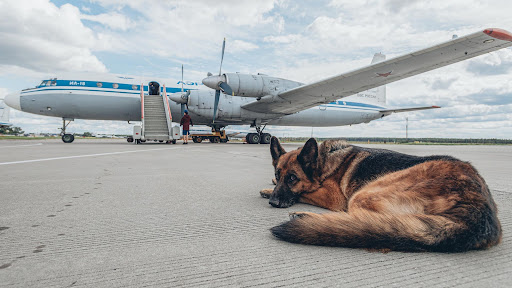 The Soviet 'Hachiko' Dog: Abandoned at the airport, waiting for her owner for 2 years and a happy ending 1