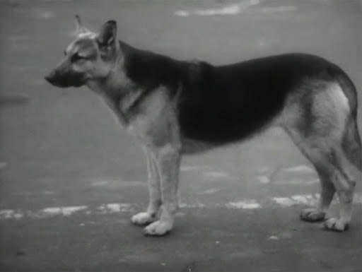 The Soviet 'Hachiko' Dog: Abandoned at the airport, waiting for her owner for 2 years and a happy ending 2