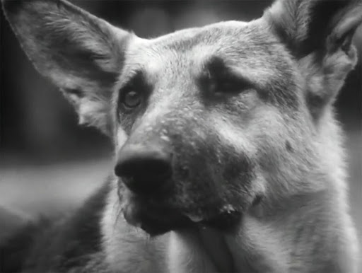 The Soviet 'Hachiko' Dog: Abandoned at the airport, waiting for her owner for 2 years and a happy ending 3