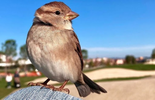 This sparrow has an Instagram account with almost 20 thousands of followers 1