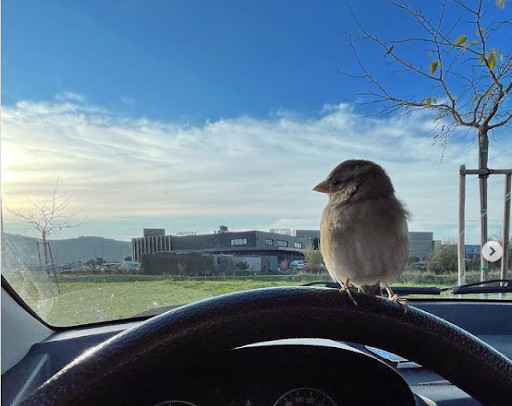 This sparrow has an Instagram account with almost 20 thousands of followers 2