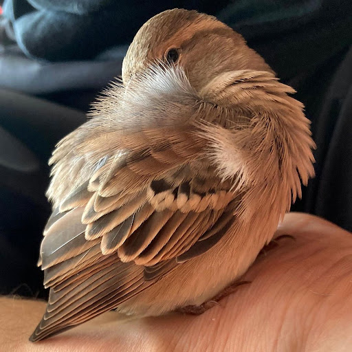 This sparrow has an Instagram account with almost 20 thousands of followers 3