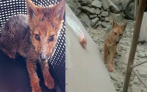 Woman shocked to learn that her 3-month-old pet dog is actually a fox 1