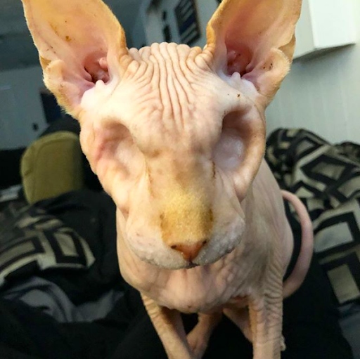 This Sphynx cat has no eyes, but he earns the world’s respect 1