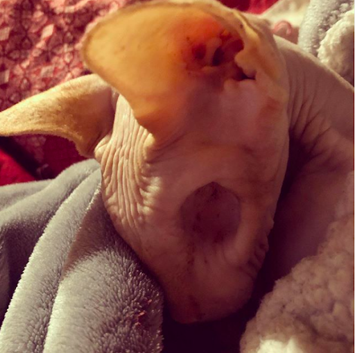 This Sphynx cat has no eyes, but he earns the world’s respect 2