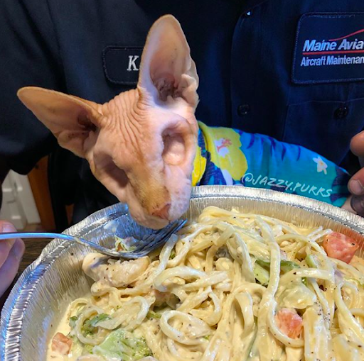 This Sphynx cat has no eyes, but he earns the world’s respect 3