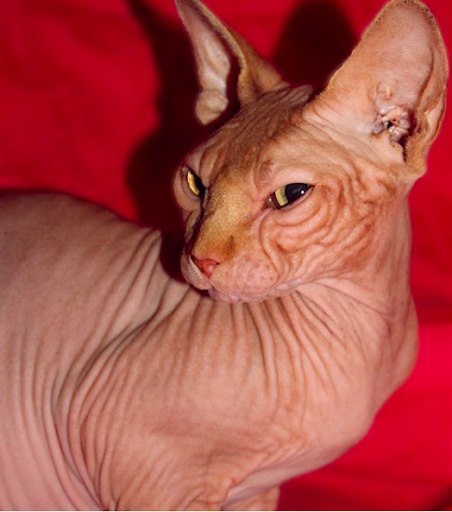 This Sphynx cat has no eyes, but he earns the world’s respect 4