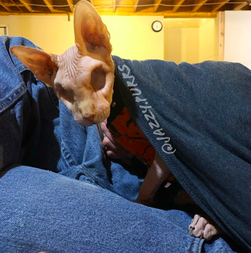 This Sphynx cat has no eyes, but he earns the world’s respect 5
