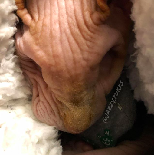 This Sphynx cat has no eyes, but he earns the world’s respect 6