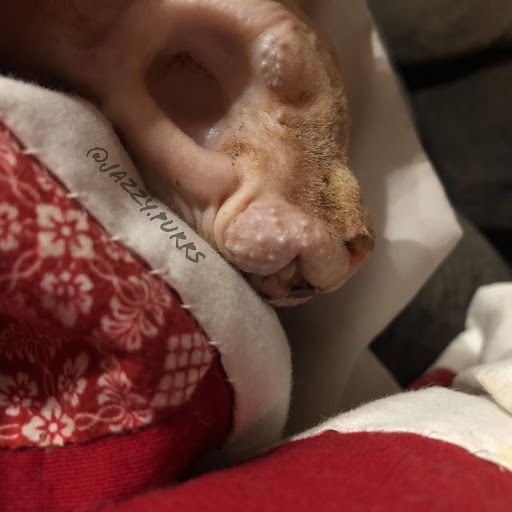 This Sphynx cat has no eyes, but he earns the world’s respect 7