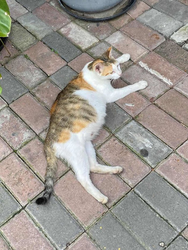 Pregnant stray cat asks the right person to help her through labor, giving birth to 8 kittens 2