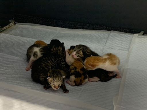 Pregnant stray cat asks the right person to help her through labor, giving birth to 8 kittens 4