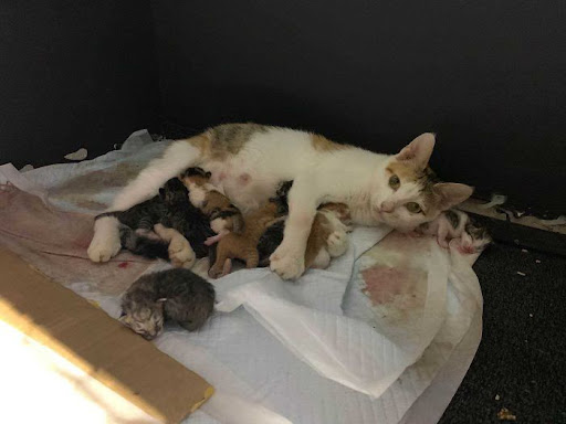 Pregnant stray cat asks the right person to help her through labor, giving birth to 8 kittens 5