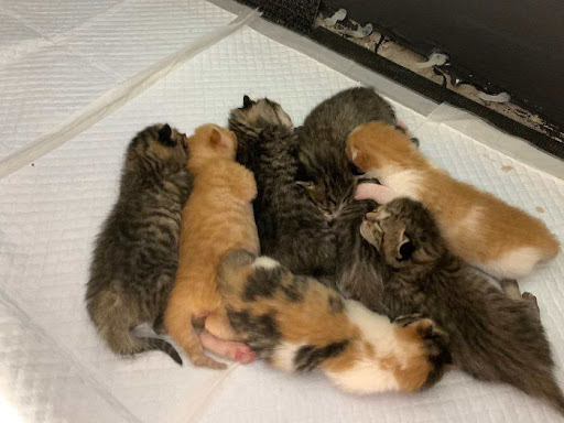 Pregnant stray cat asks the right person to help her through labor, giving birth to 8 kittens 6