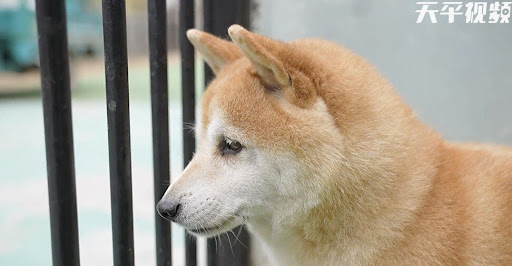 Famous Shiba Inu dog in China sold for $25,000 after being abandoned for 7 years 1