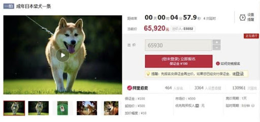 Famous Shiba Inu dog in China sold for $25,000 after being abandoned for 7 years 2