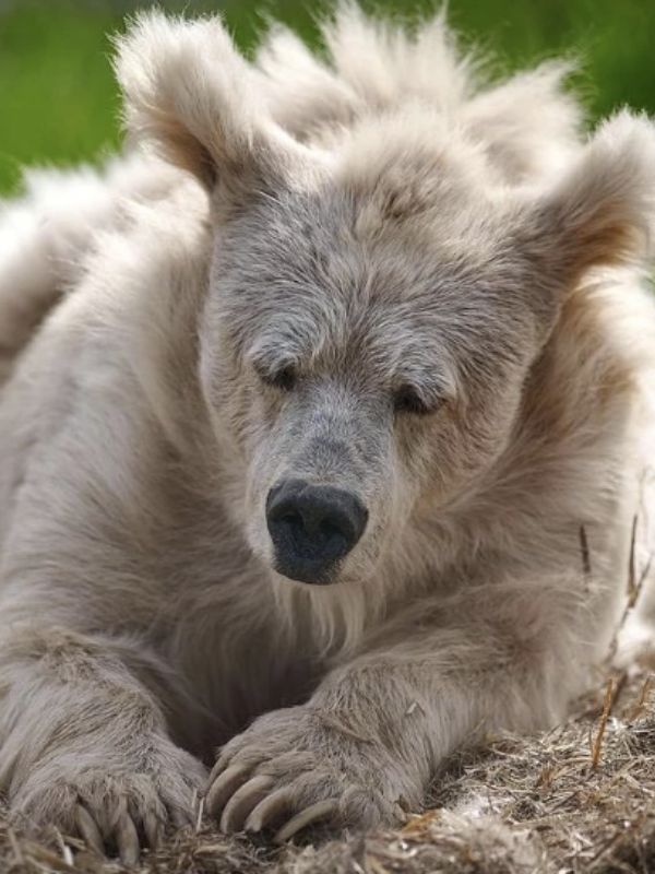 Elderly circus bear is finally free after 20 years behind bars 1