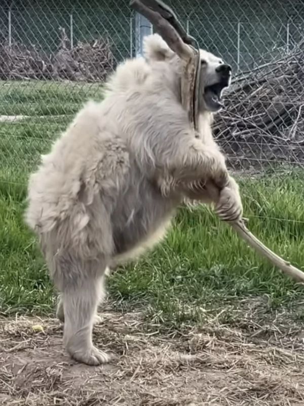 Elderly circus bear is finally free after 20 years behind bars 5