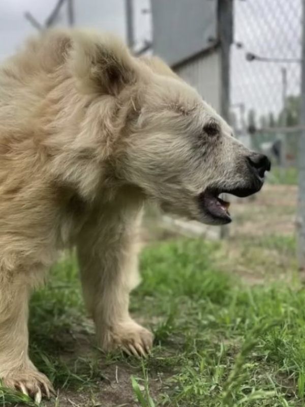 Elderly circus bear is finally free after 20 years behind bars 4