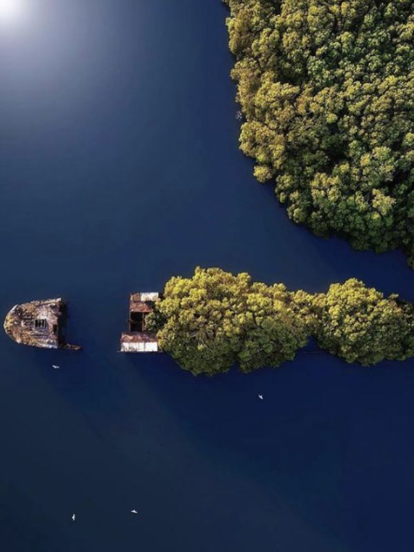 A 112-year-old SS Ayrfield turns into a beautiful floating forest 1