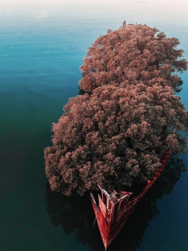 A 112-year-old SS Ayrfield turns into a beautiful floating forest 3