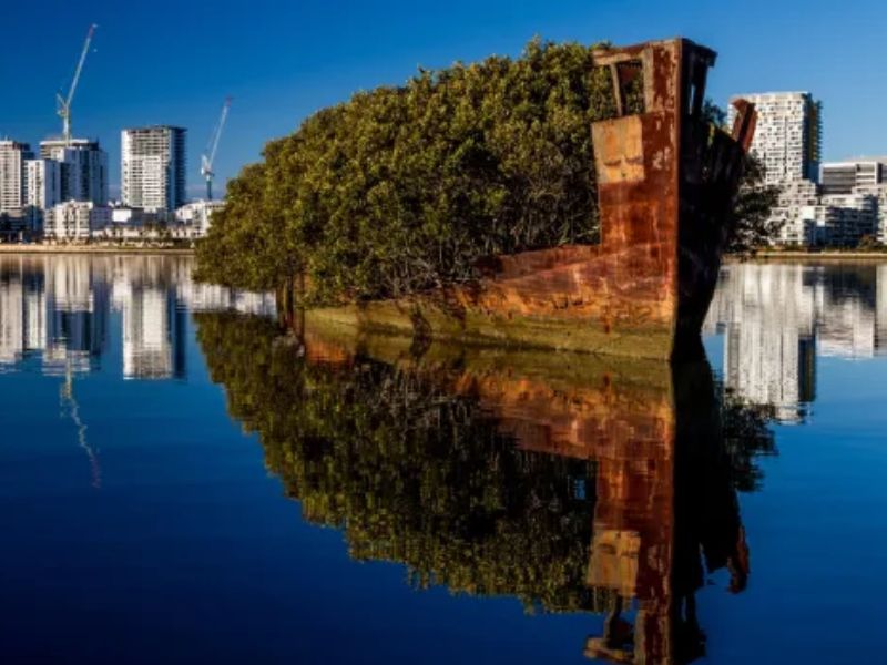 A 112-year-old SS Ayrfield turns into a beautiful floating forest 2