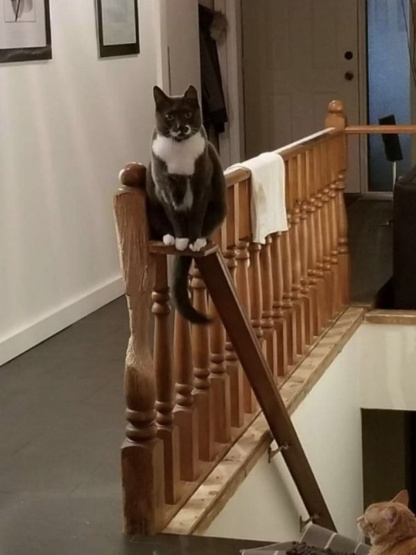 Cedric, a cat artist, turned a wooden banister into art in 11 years 1