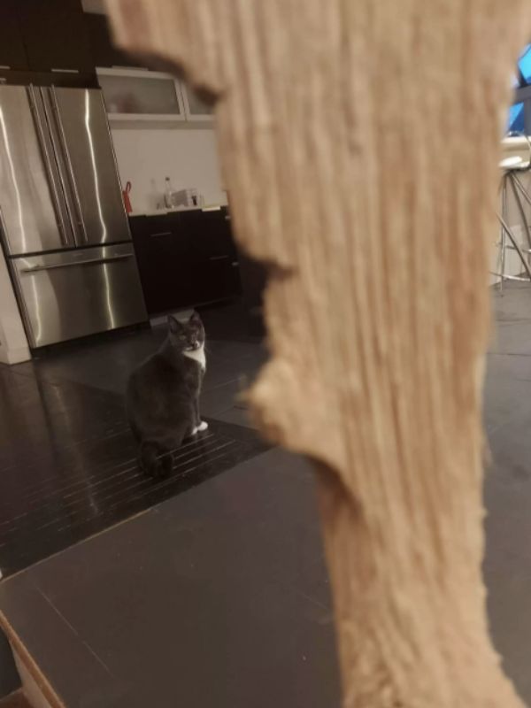 Cedric, a cat artist, turned a wooden banister into art in 11 years 7