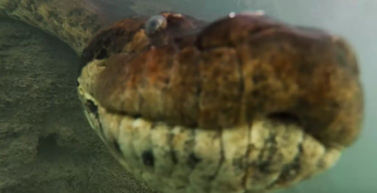 Scuba diver confronts enormous seven-meter anaconda 1
