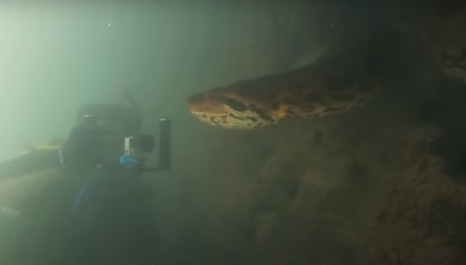 Scuba diver confronts enormous seven-meter anaconda 2