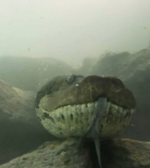 Scuba diver confronts enormous seven-meter anaconda 3