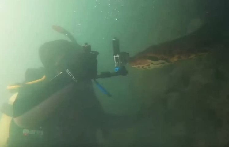 Scuba diver confronts enormous seven-meter anaconda 4