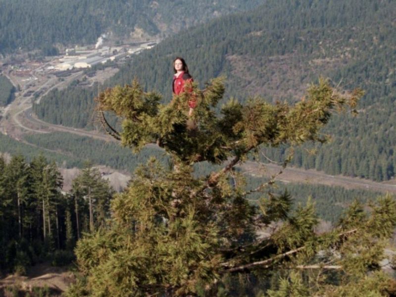 The amazing story of a girl who lived in a redwood tree for 738 days 3