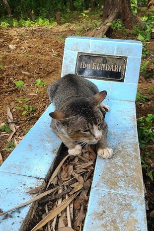 The owner has passed away, the cat is so heartbroken to cry at her owner's grave 1